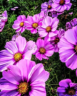 花,性質(zhì),花園