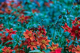 花,花園里的花,花的