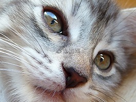 小猫,缅因库恩,灰色