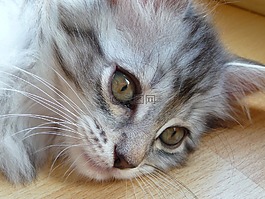 小猫,缅因库恩,灰色
