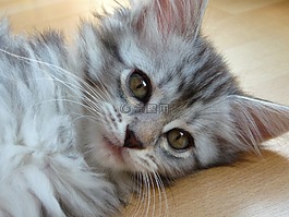 小猫,缅因库恩,灰色