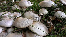 蘑菇,菌類,森林