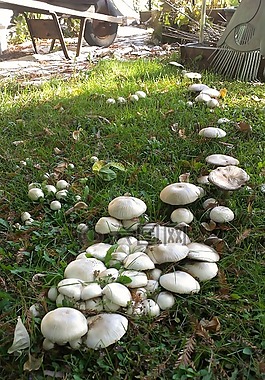 蘑菇,菌類,森林