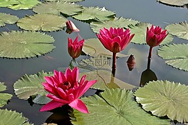 睡蓮,玫瑰,花
