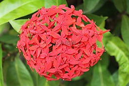 開(kāi)花,廠(chǎng),熱帶地區(qū)