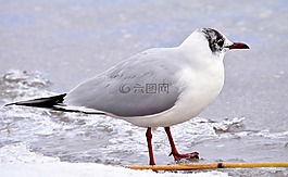 海鷗,冬天,水
