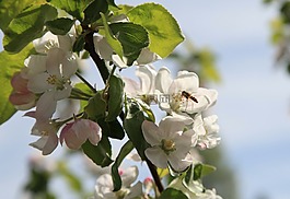 蘋果花,昆蟲,蘋果
