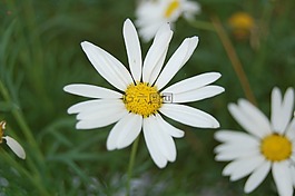 鲜花,景观,花