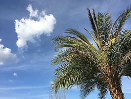 棕櫚樹,假期,藍色的天空