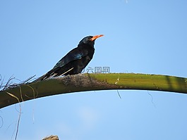 鳥(niǎo),枝杈,動(dòng)物