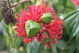 種子,開花,熱帶地區(qū)