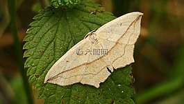 性質(zhì),昆蟲,葉
