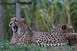 獵豹,動(dòng)物園,捕食