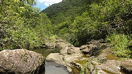 考艾島,叢林,島