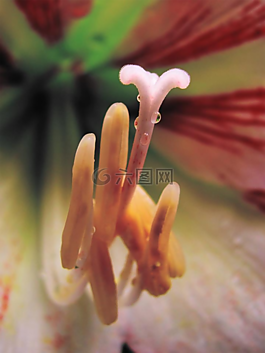 性質(zhì),鮮花,春