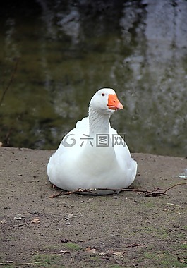 動物,鵝,白