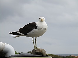 海洋,鳥,自然