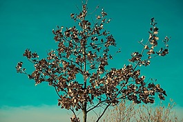 樹,關(guān)閉,綠色