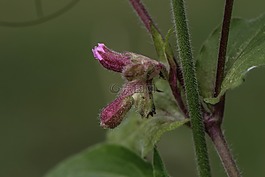 野生花卉,花,夏天花