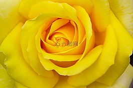 玫瑰,黃色,花