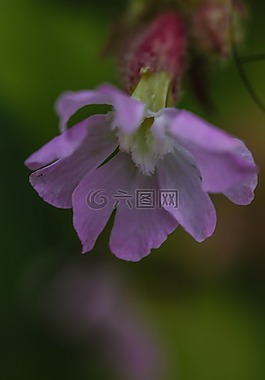 野生花卉,花,夏天花