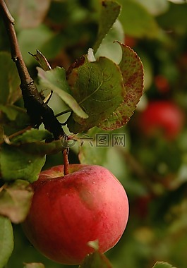 蘋果,好吃,紅色