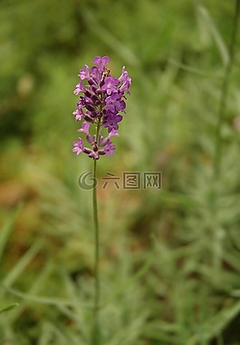 薰衣草,盛開,戶外