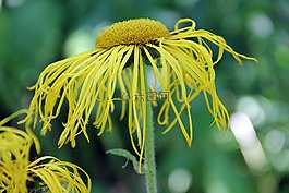 性質(zhì),花,開花
