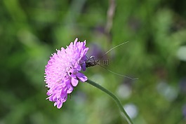 花卉,夏季,昆蟲
