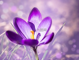 性質(zhì),春天,鮮花