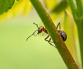 性質(zhì),螞蟻,昆蟲