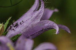 野生花卉,花,夏天花