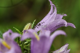野生花卉,花,夏天花