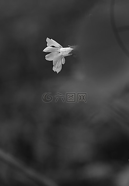野生花卉,花,夏天花