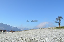 心情,樹,冬天