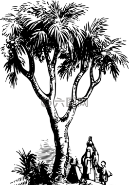 埃及,棕櫚,植物