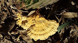 真菌,性質(zhì),森林