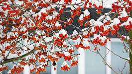 現,漿果,紅果