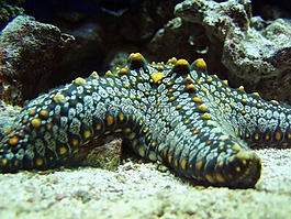 海星,海洋,海上生活