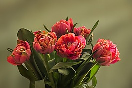 性質(zhì),鮮花,郁金香花束