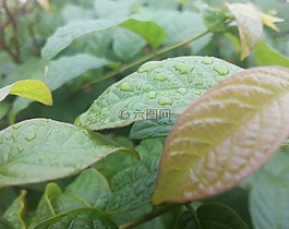 葉子,綠色,自然
