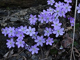 鮮花,紫,林