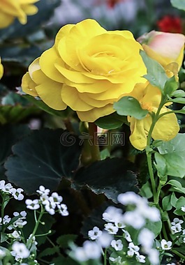 花,黃色,花園里的花