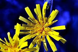 性質(zhì),花