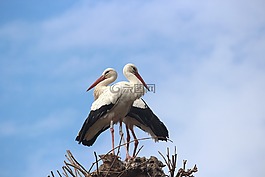 鸛,鳥,動(dòng)物