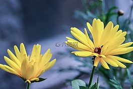 花,黄色,花园里的花