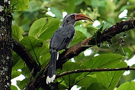 馬拉巴爾灰色犀鳥,ocyceros 灰,犀鳥