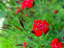 鮮花,紅,花園