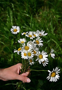 花束,野花,雛菊