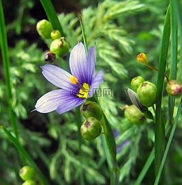 花,詳細(xì),植物